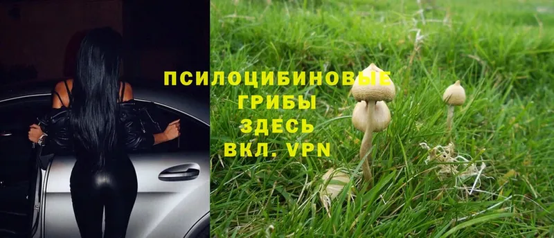 купить  цена  Хабаровск  МЕГА маркетплейс  Галлюциногенные грибы Cubensis 